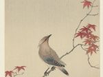 【メープル上の日本疫鳥　Japanse pestvogel op esdoorn】昭和時代‐大原古邨