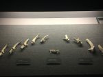 小鹿角-小鹿左下頜骨-赤鹿角-展示ホール1-昔日の郷里-金沙遺跡博物館-成都市