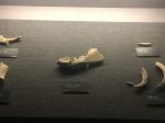 猪獾下頜骨など-展示ホール1-昔日の郷里-金沙遺跡博物館-成都市