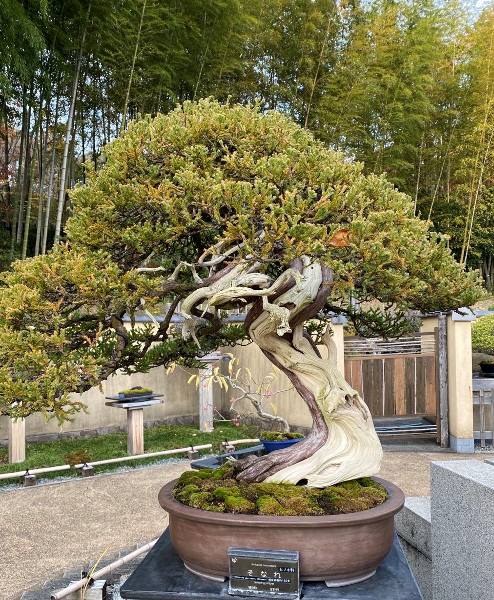 盆栽苑-日本庭園-国営昭和記念公園-立川市-東京
