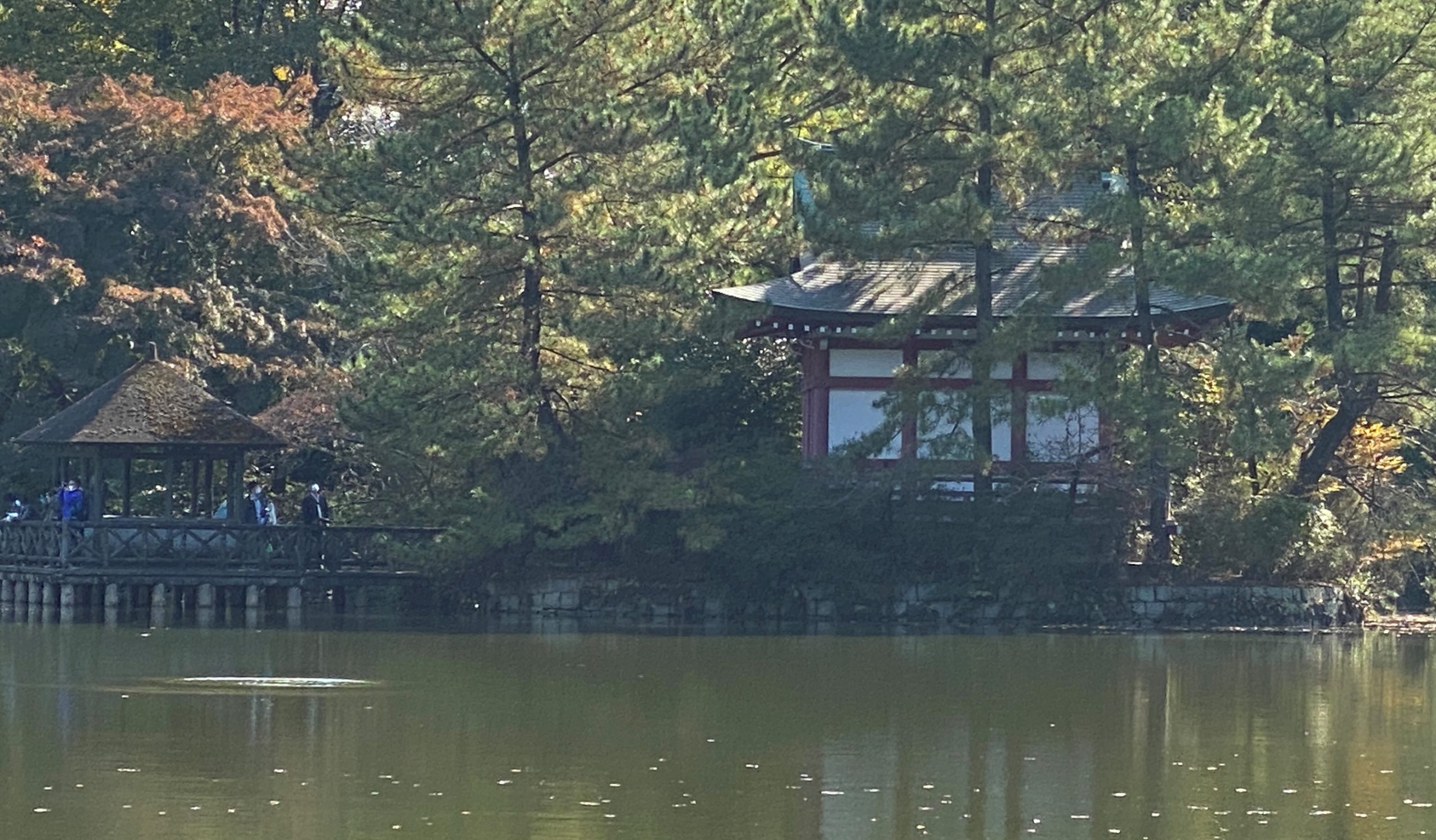 三宝寺池-都立石神井公園-練馬区-東京-撮影:iPhone 11 Pro