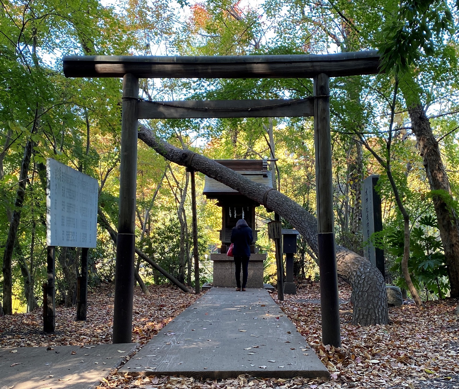 三宝寺池-都立石神井公園-練馬区-東京-撮影:iPhone 11 Pro