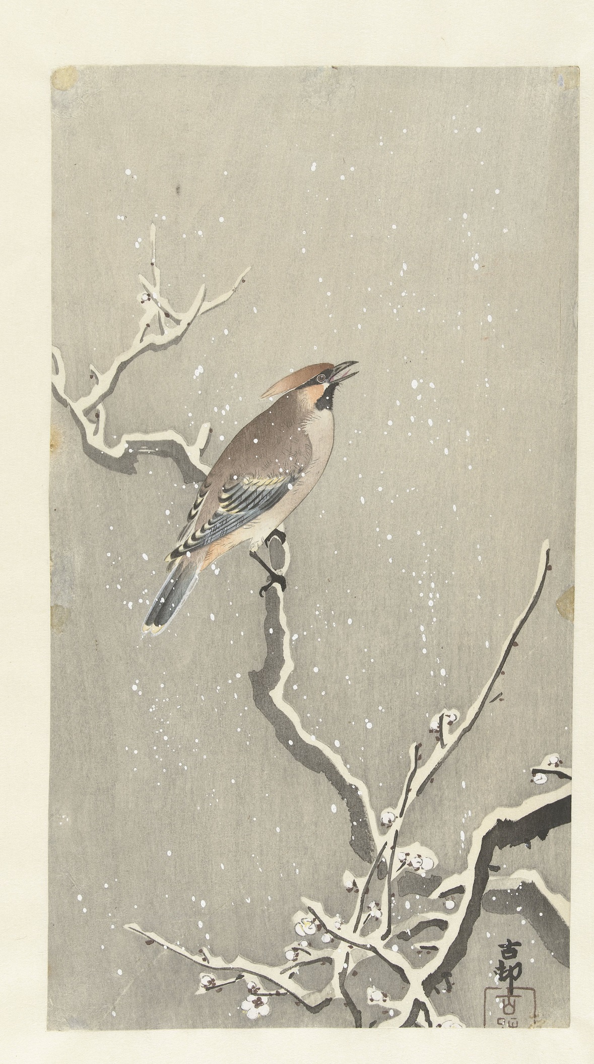 【雪のついた枝にいるワックスウイング　Pestvogel op besneeuwde tak,】明治時代‐小原古邨