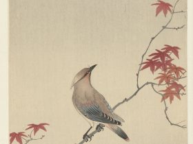 【メープル上の日本疫鳥　Japanse pestvogel op esdoorn】昭和時代‐大原古邨