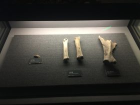 馬門牙-馬掌骨-馬右肩胛骨-展示ホール1-昔日の郷里-金沙遺跡博物館-成都市