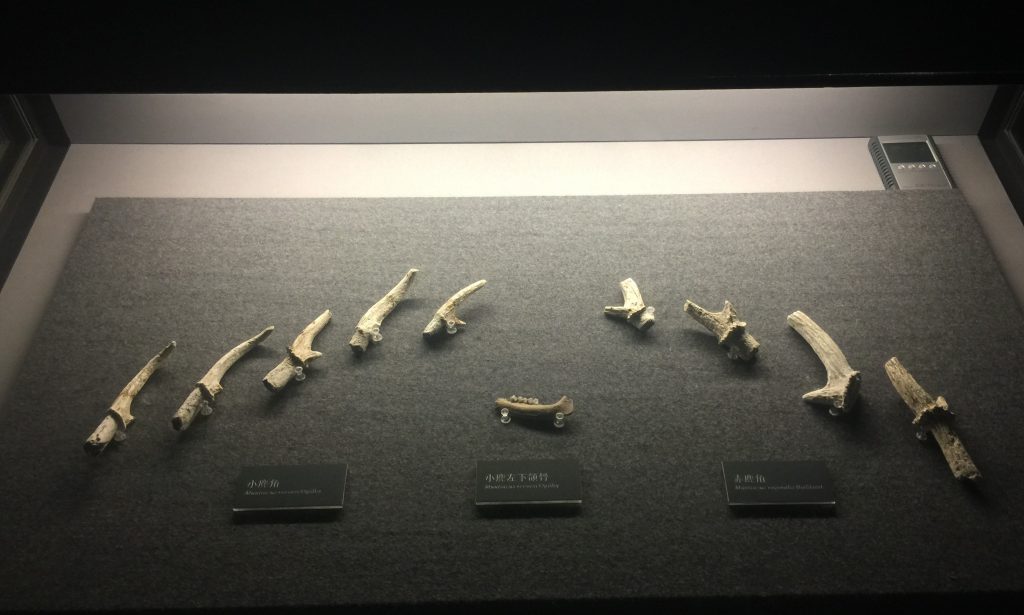 小鹿角-小鹿左下頜骨-赤鹿角-展示ホール1-昔日の郷里-金沙遺跡博物館-成都市