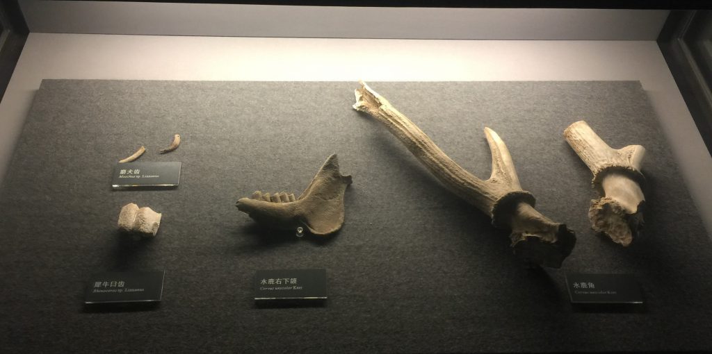 麝犬歯など-展示ホール1-昔日の郷里-金沙遺跡博物館-成都市