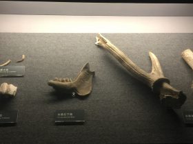 麝犬歯など-展示ホール1-昔日の郷里-金沙遺跡博物館-成都市