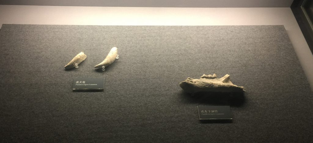 虎犬歯-虎左下頜骨-展示ホール1-昔日の郷里-金沙遺跡博物館-成都市