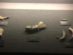 猪獾下頜骨など-展示ホール1-昔日の郷里-金沙遺跡博物館-成都市