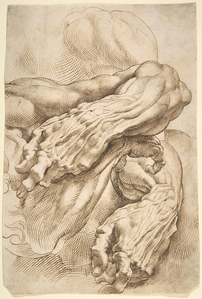 【解剖学の研究：左前腕の二つのポジションと右前腕　Anatomical Studies: a left forearm in two positions and a right forearm】フランドル画家ピーター・パウル・ルーベンス（Peter Paul Rubens）