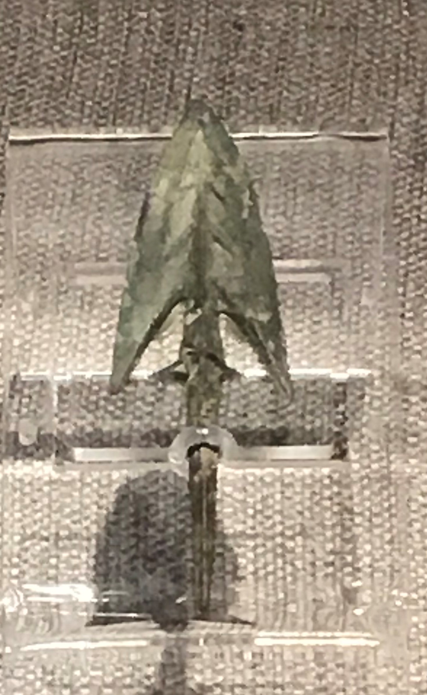 銅箭鏃-先秦時代-常設展F２-成都博物館