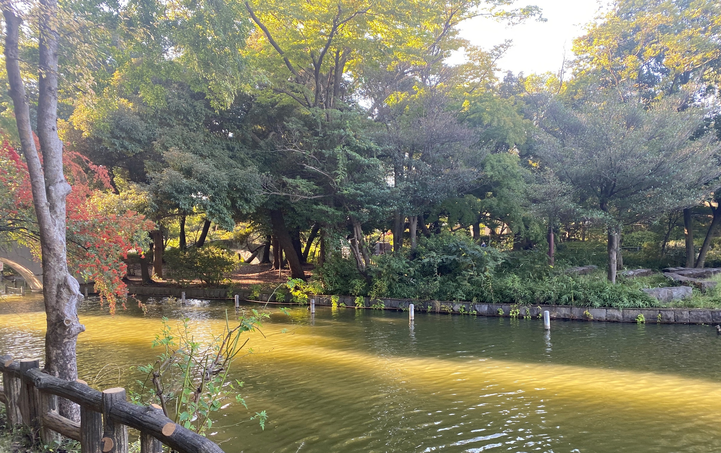都立石神井公園-練馬区-東京-2020年10月20日-撮影:iPhone 11 Pro