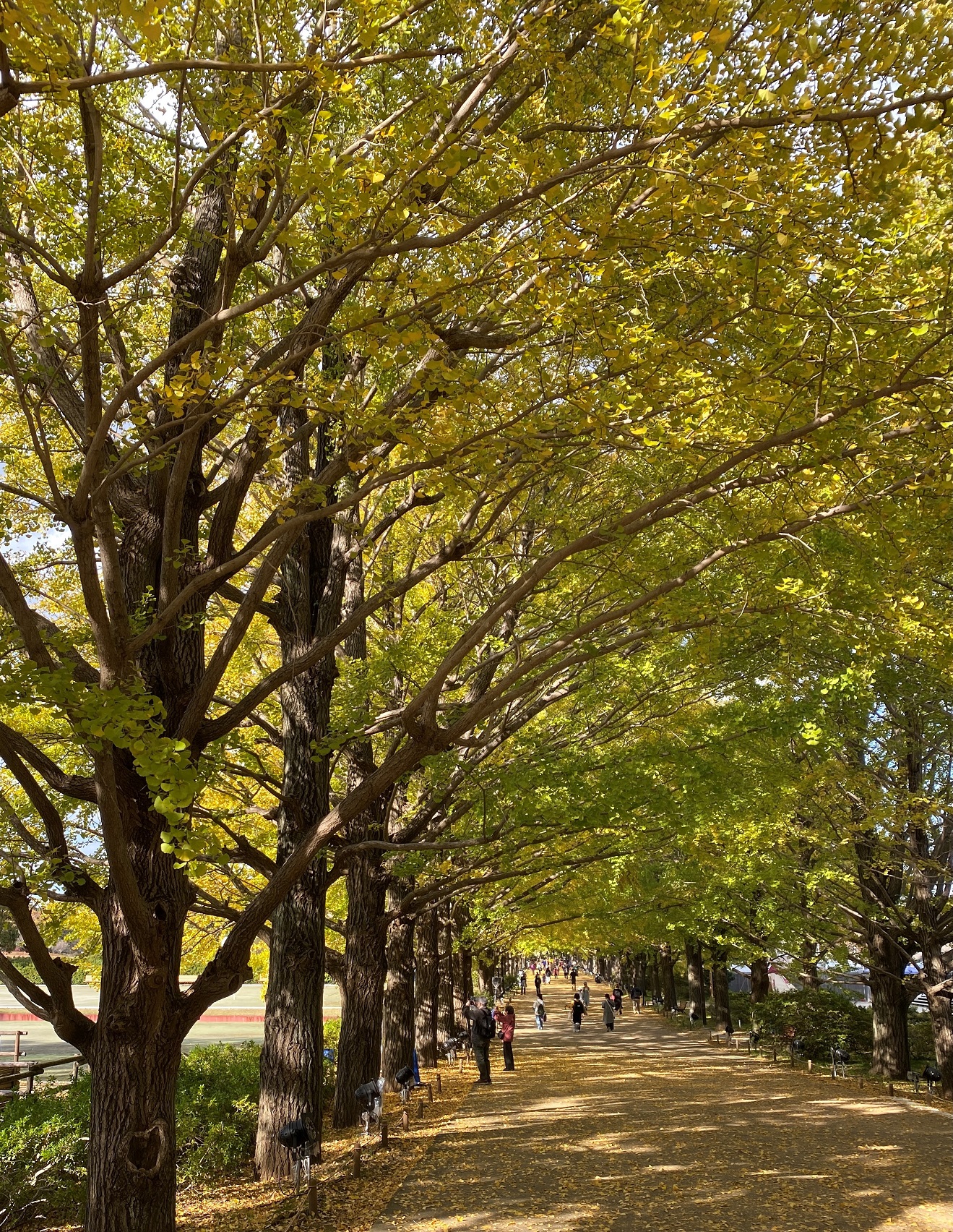かたらいのイチョウ並木-国営昭和記念公園-立川市-東京