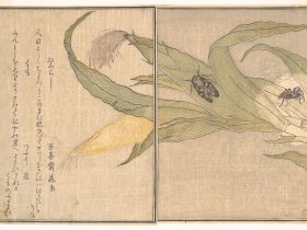 【「画本虫撰」の「ひくらし」「くも」　 Evening Cicada, Higurashi; Spider, Kumo, from the Picture Book of Crawling Creatures (Ehon mushi erami)】日本‐江戸時代‐喜多川歌麿