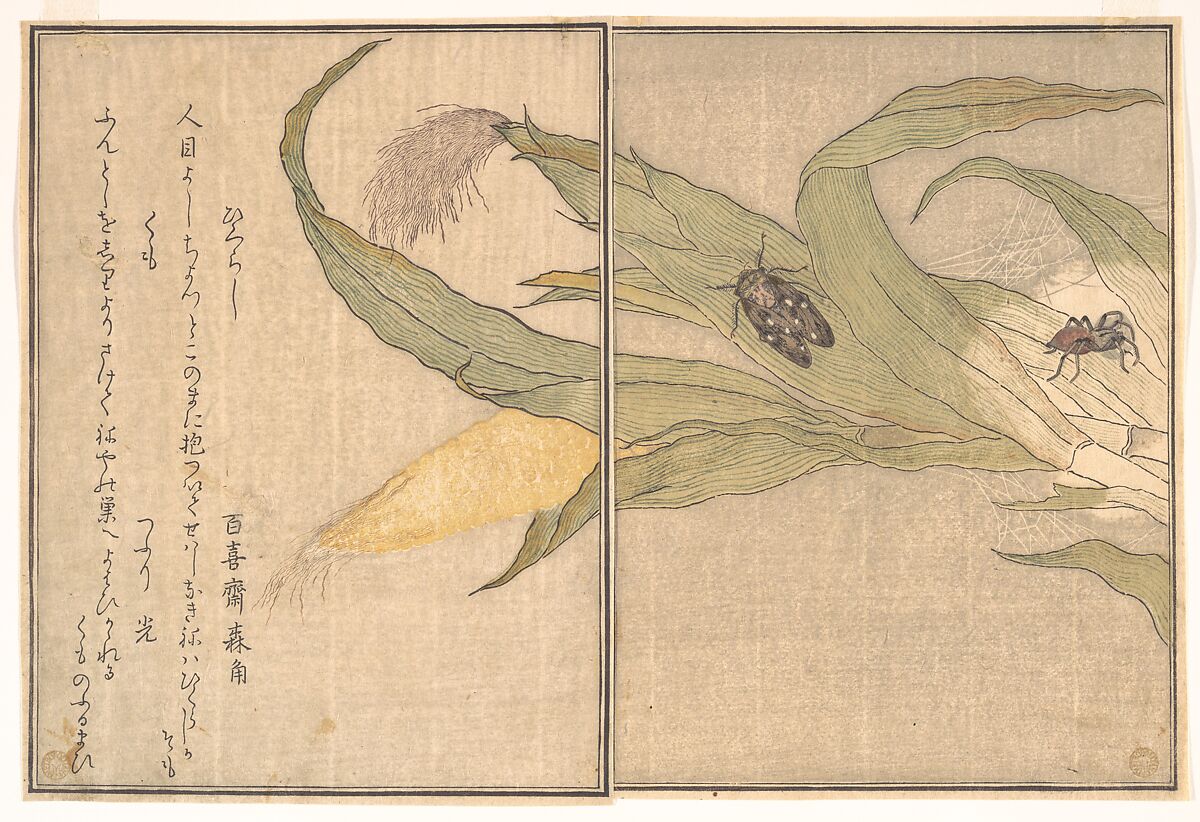 【「画本虫撰」の「ひくらし」「くも」　 Evening Cicada, Higurashi; Spider, Kumo, from the Picture Book of Crawling Creatures (Ehon mushi erami)】日本‐江戸時代‐喜多川歌麿