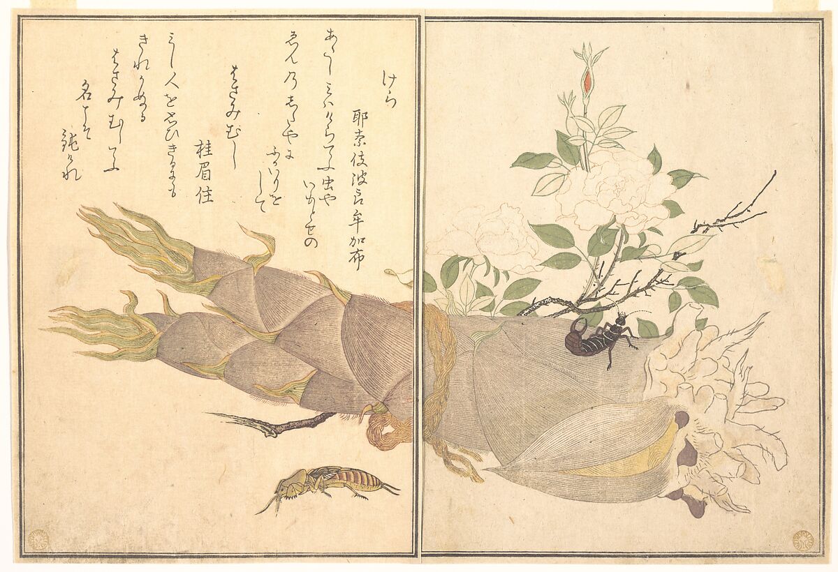 【『画本虫撰』の「けら」「はさみむし」　Mole Cricket (Kera); Earwig, (Hasami-mushi), from the Picture Book of Crawling Creatures (Ehon mushi erami)】日本‐江戸時代‐喜多川歌麿