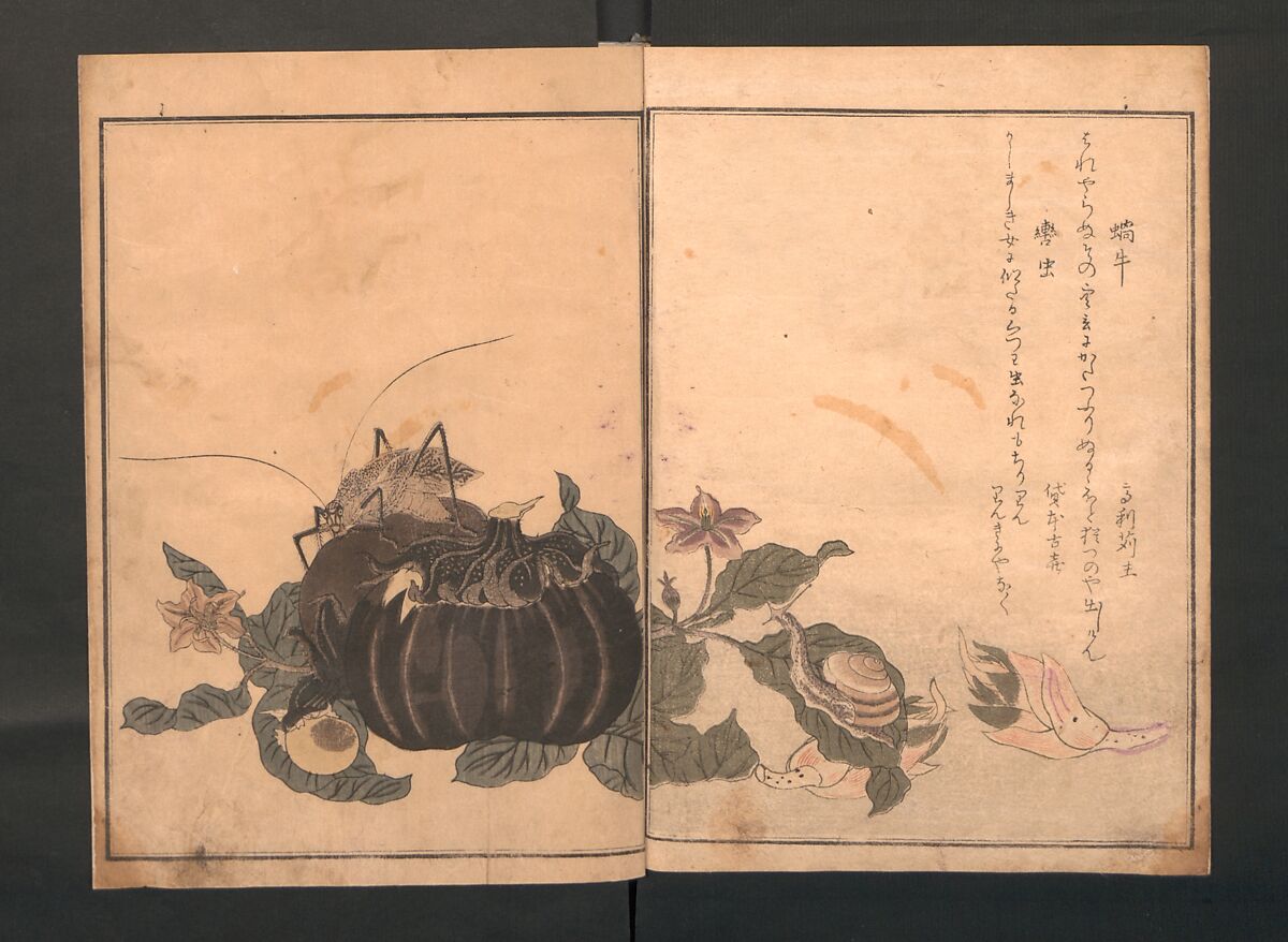【画本虫撰裏見　Picture Book of Crawling Creatures (The Insect Book) (Ehon mushi erami)】日本‐江戸時代‐北川歌‐