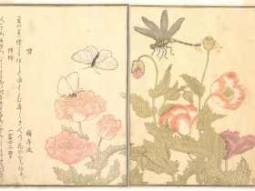 【「画本虫撰」の「蝶」「蜻蛉」　 Butterfly (Chō); Dragonfly (Kagerō or Tonbo), from the Picture Book of Crawling Creatures (Ehon mushi erami)】日本-江戸時代‐喜多川歌麿